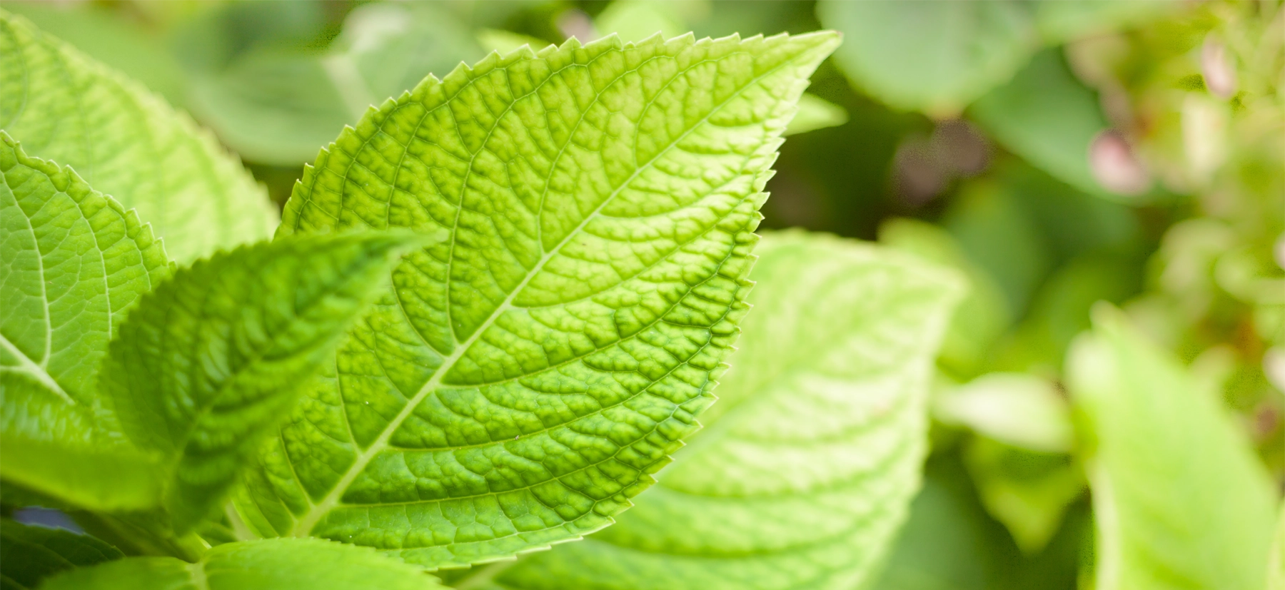 Natural Sweetness, Zero Compromise.